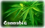 canabis