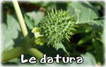 datura